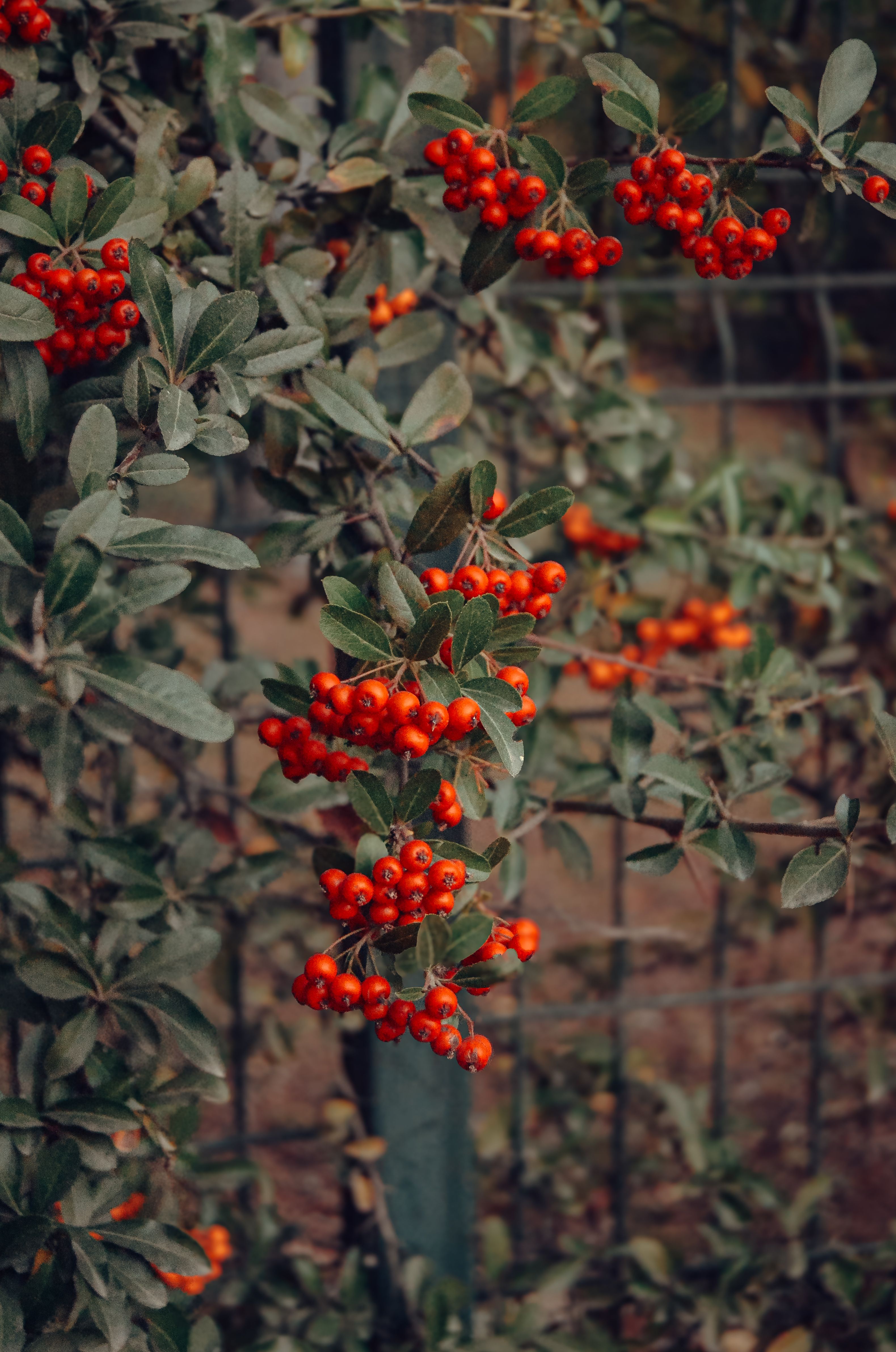 Red Berries on Bush with Green Leaves in Fall · Free Stock Photo
