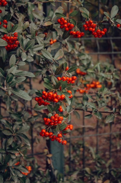 Free Close-up of vibrant red berries on a leafy bush, highlighting the essence of autumn. Stock Photo
