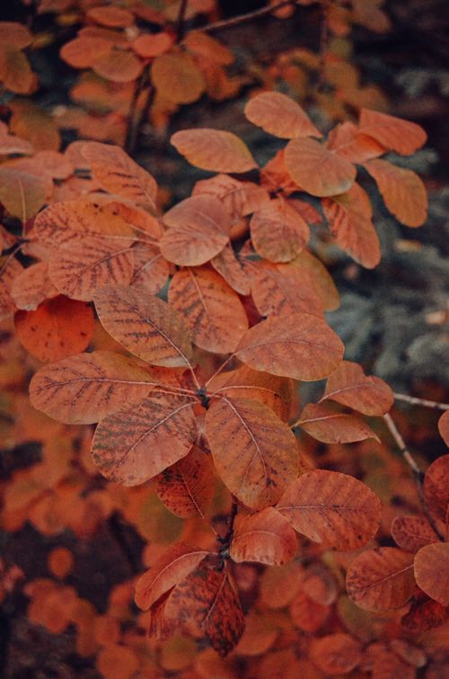 Free A close-up view of vibrant autumn leaves in a forest, showcasing seasonal colors. Stock Photo