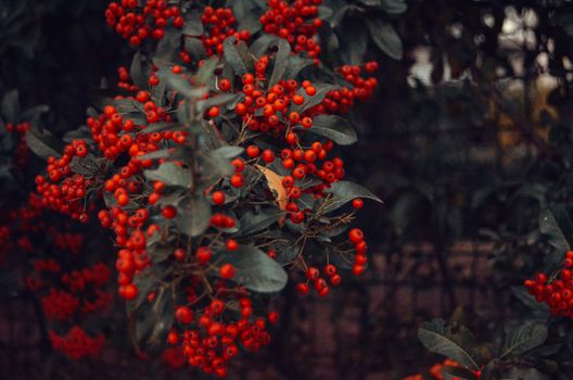 A close-up of red berries and green leaves in an autumn forest, capturing the season's vibrant mood.