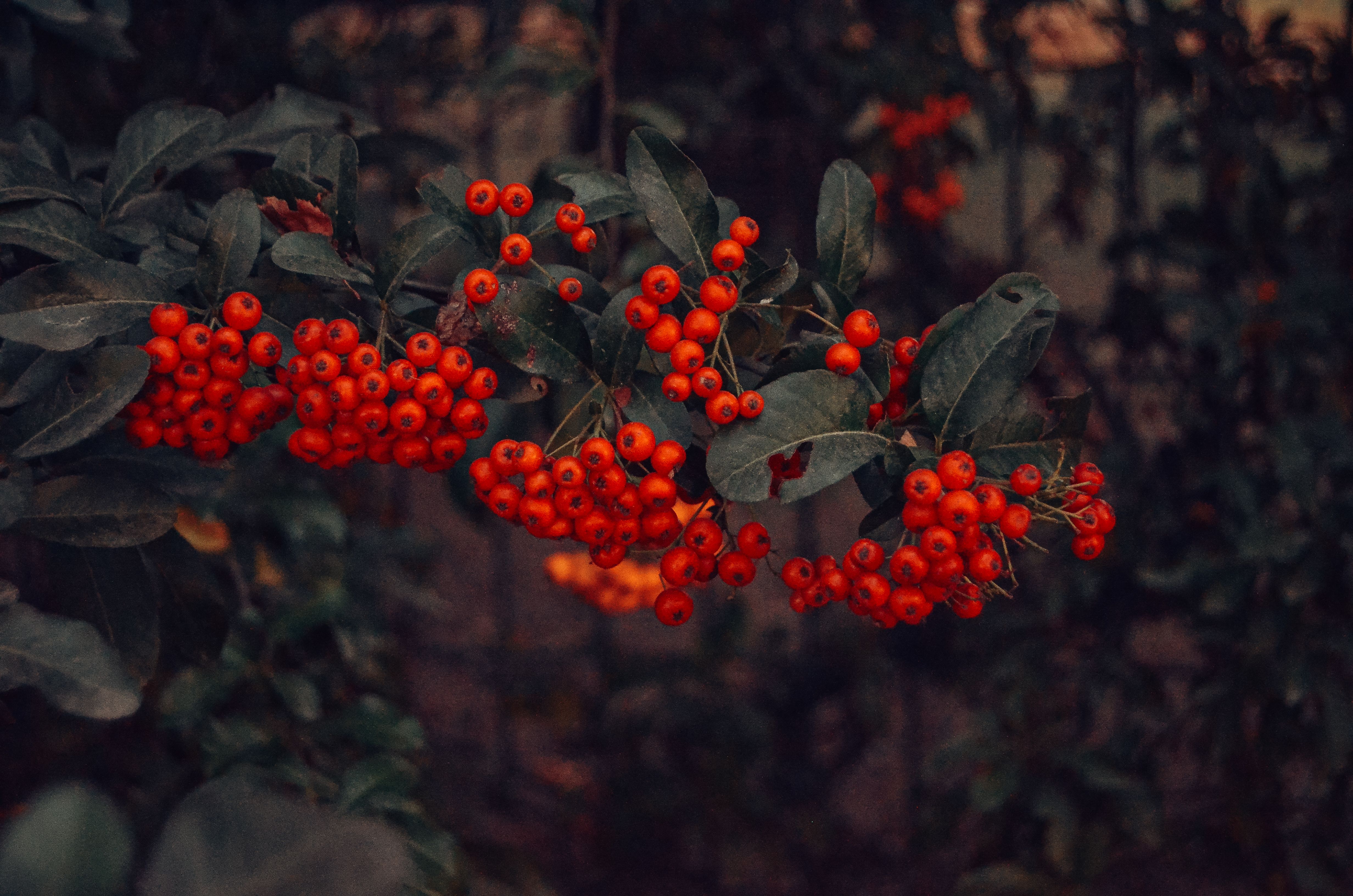 Vibrant Autumn Red Berries on a Branch · Free Stock Photo