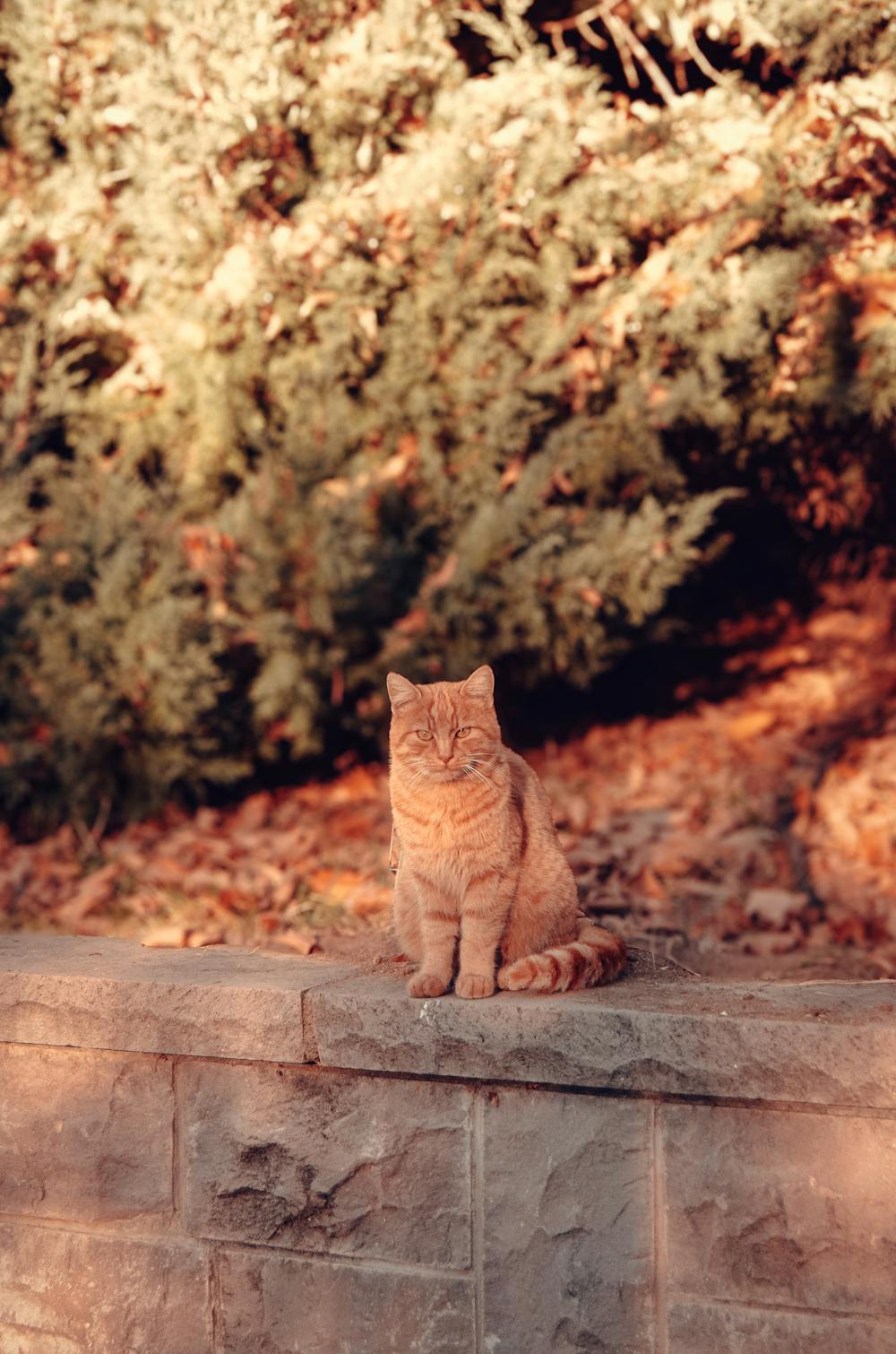 Maple Ginger Applesauce Maple Ginger Applesauce