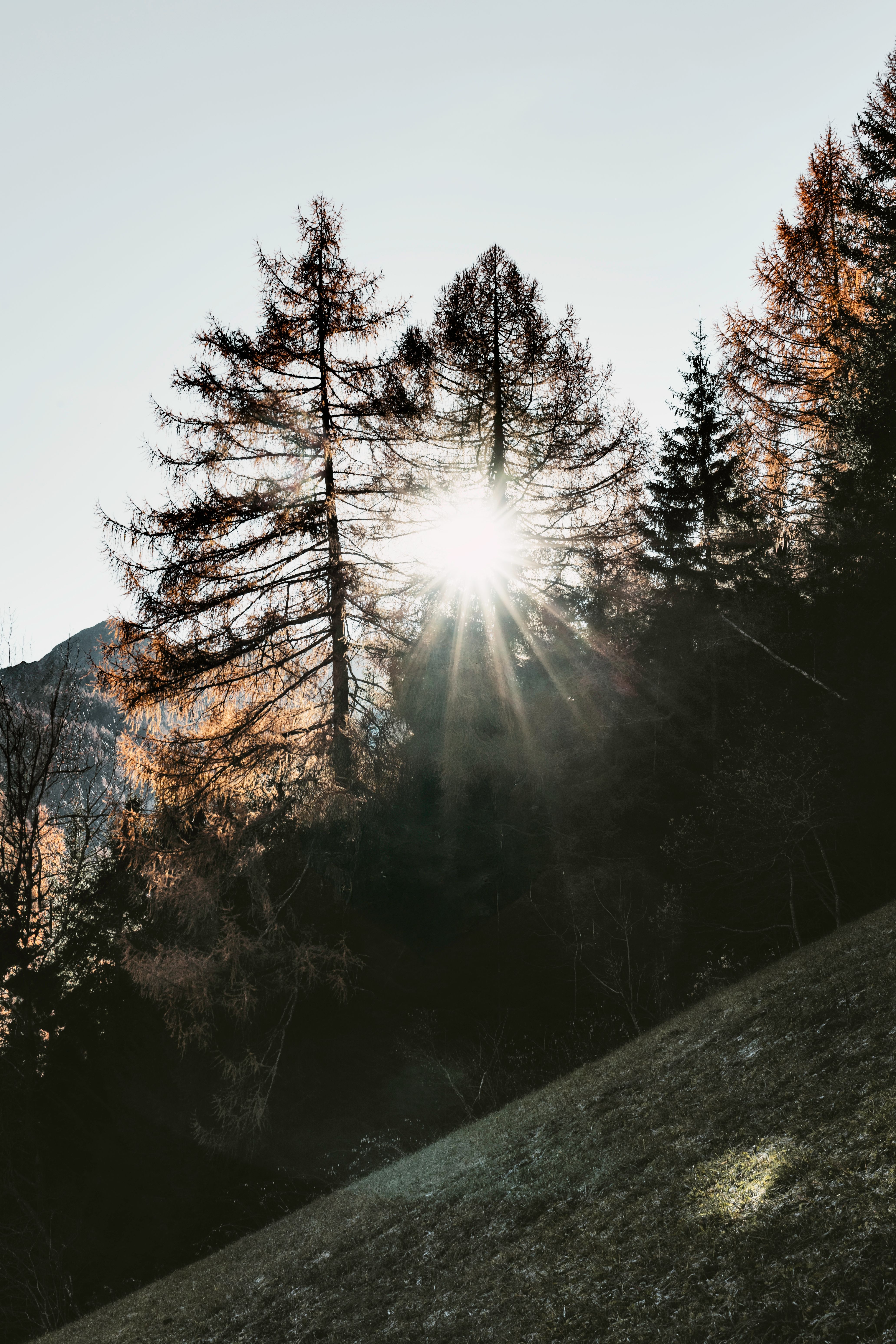 Sunlight Filtering Through Alpine Trees · Free Stock Photo