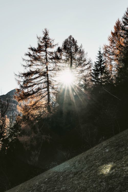 Free Sunlit scene of conifer trees in a tranquil mountain landscape. Stock Photo