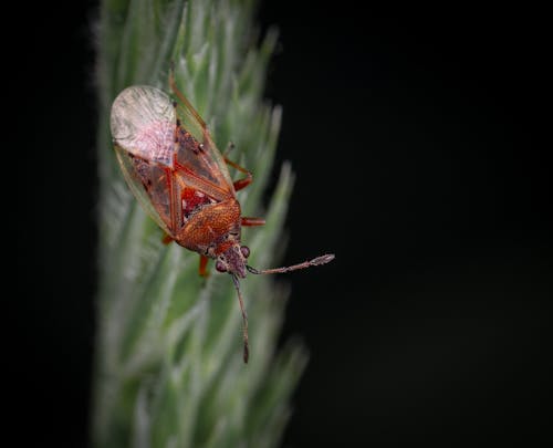 Free Brown and Red Insect Stock Photo
