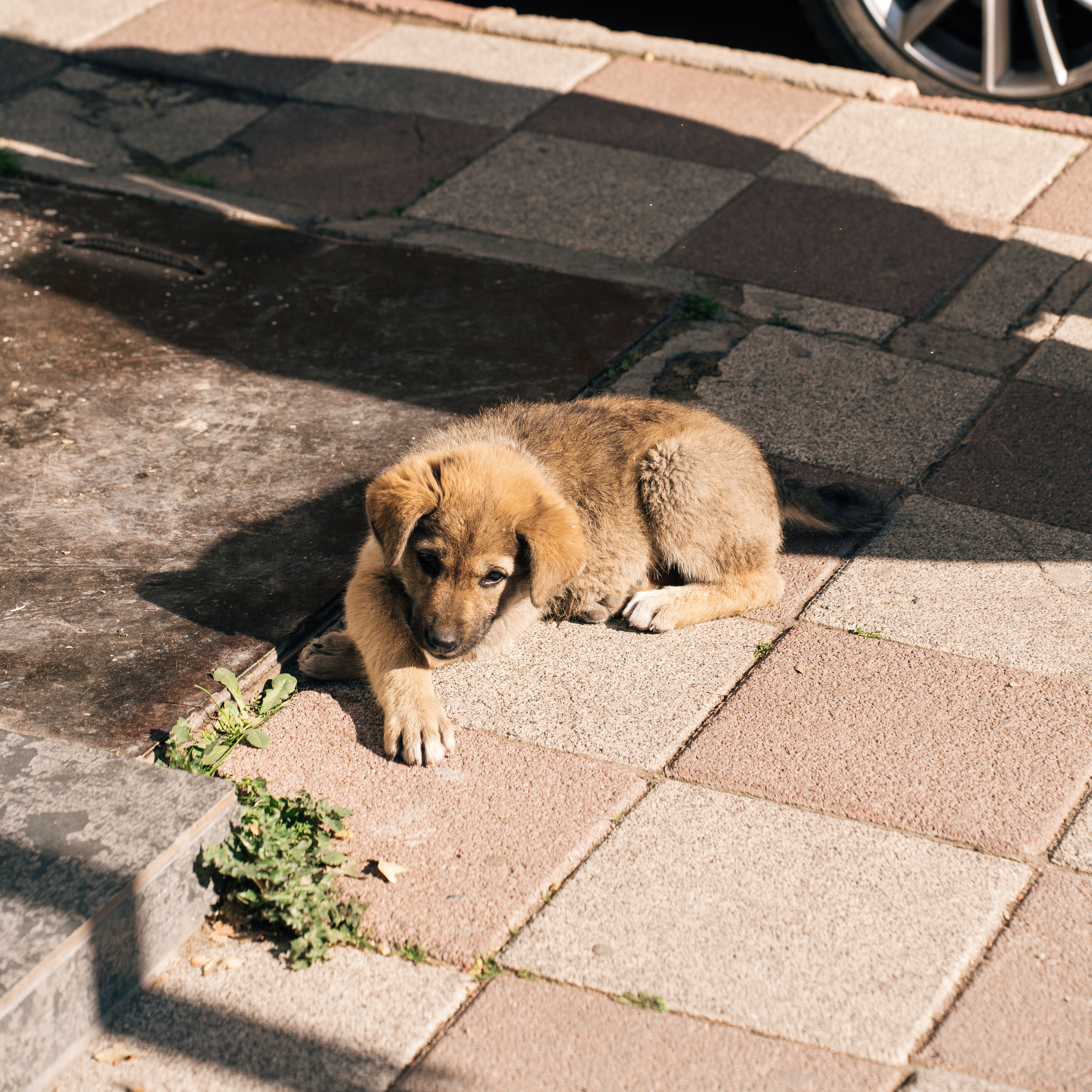 A cute puppy lying on sunlit pavement casting shadows, peaceful scene.