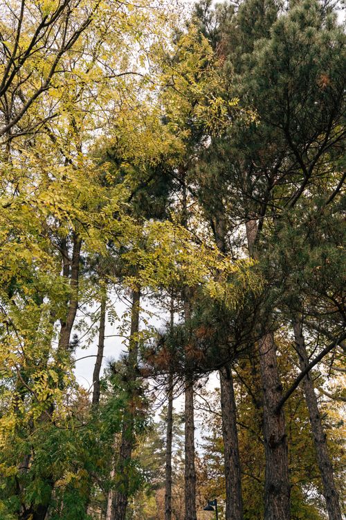 Free A serene view of tall pine trees during autumn, highlighting the colorful leaves. Stock Photo