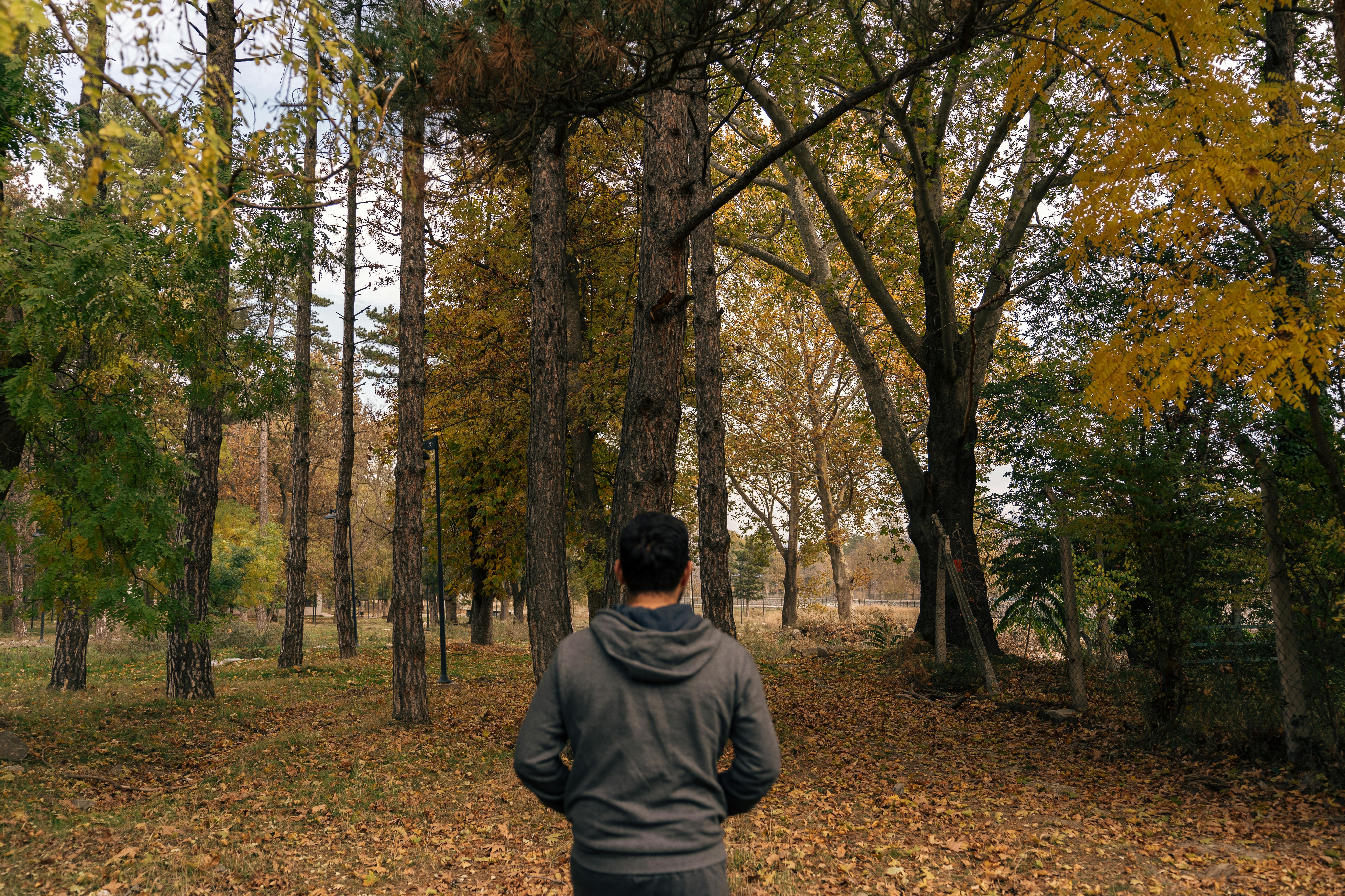 Person walking through an autumn forest with colorful foliage.