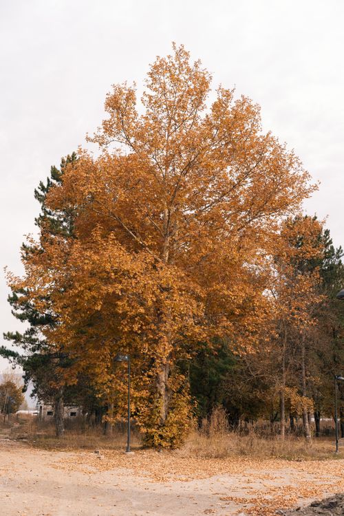 Free A serene autumn scene featuring vibrant golden trees in a rural setting. Stock Photo