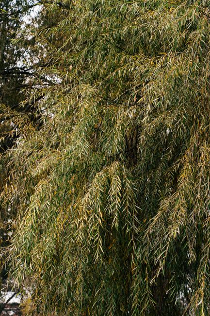 Close-up of dense green weeping willow tree branches, showcasing the rich foliage.