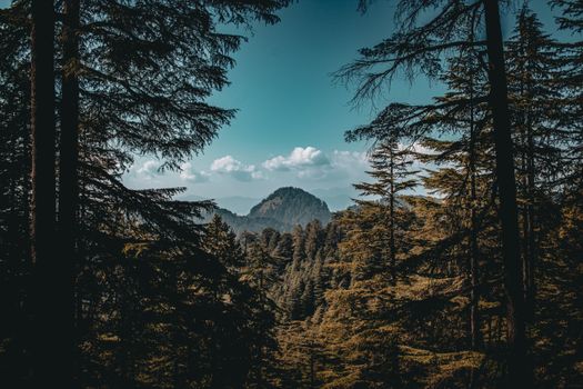 A serene view of a dense forest with a distant mountain under a blue sky.