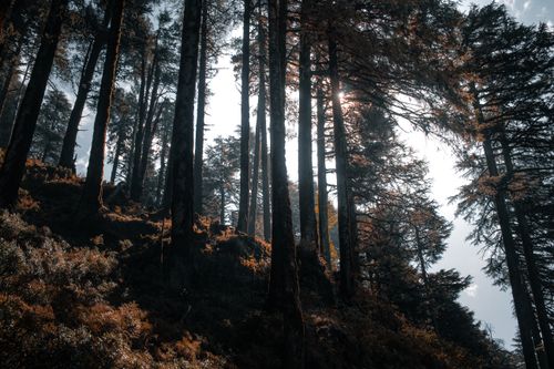 Free A captivating view of a sunlit forest with towering pines and rich foliage creating a tranquil atmosphere. Stock Photo