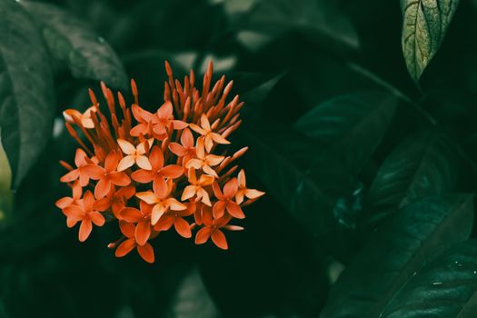 Close-up of vibrant orange ixora flowers contrasting against lush dark green leaves.