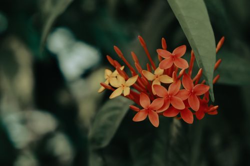 Free Close-up of vibrant red and yellow Ixora flowers against lush greenery background, evoking natural beauty. Stock Photo