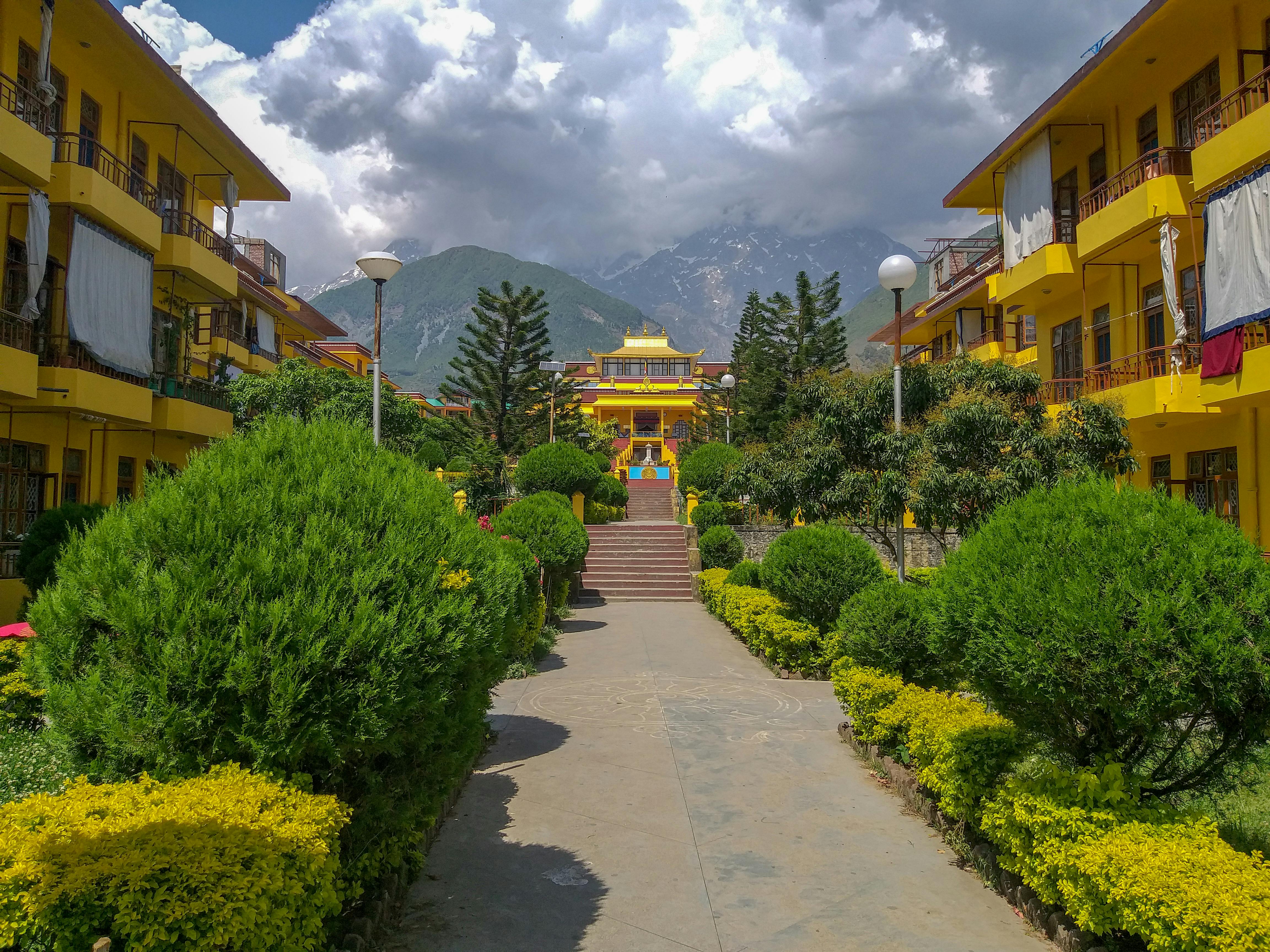 Vibrant Buddhist monastery amidst lush greenery in Dharamshala, Himachal Pradesh, with mountain backdrop.