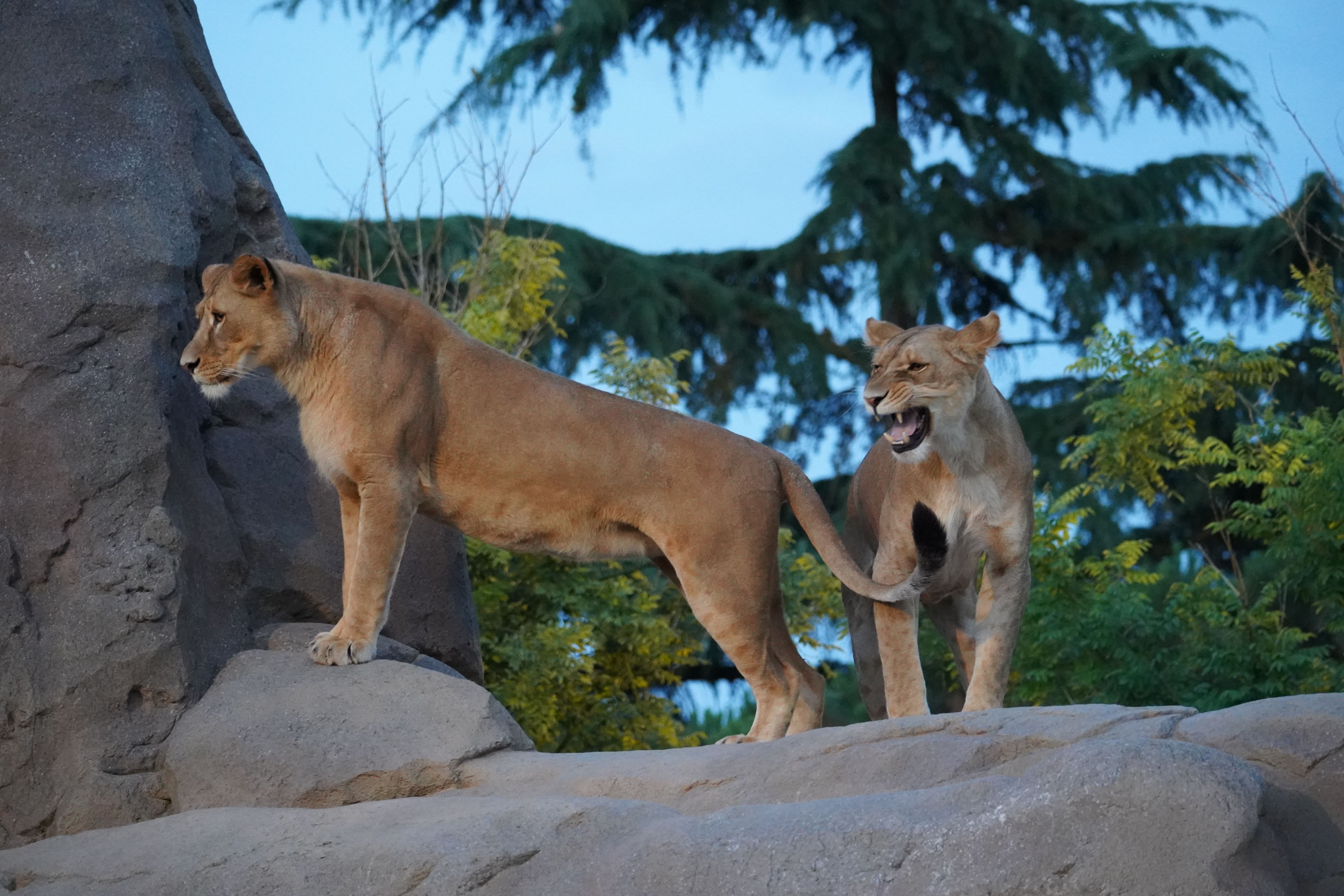 Two lionesses standing on a rock surrounded by greenery in a wildlife setting.