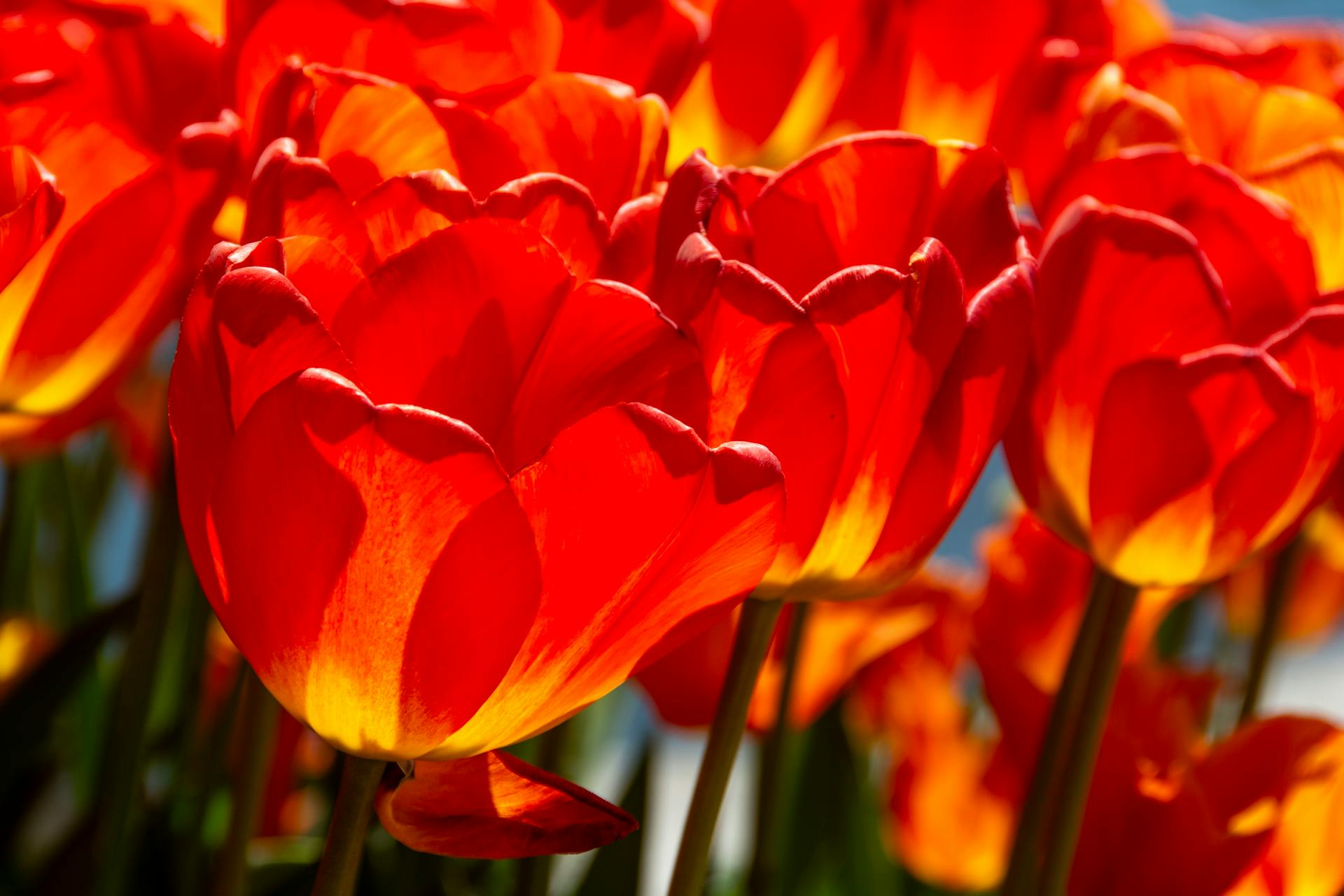 Bright orange and yellow tulips basking in sunlight, captured up close showing vivid colors.