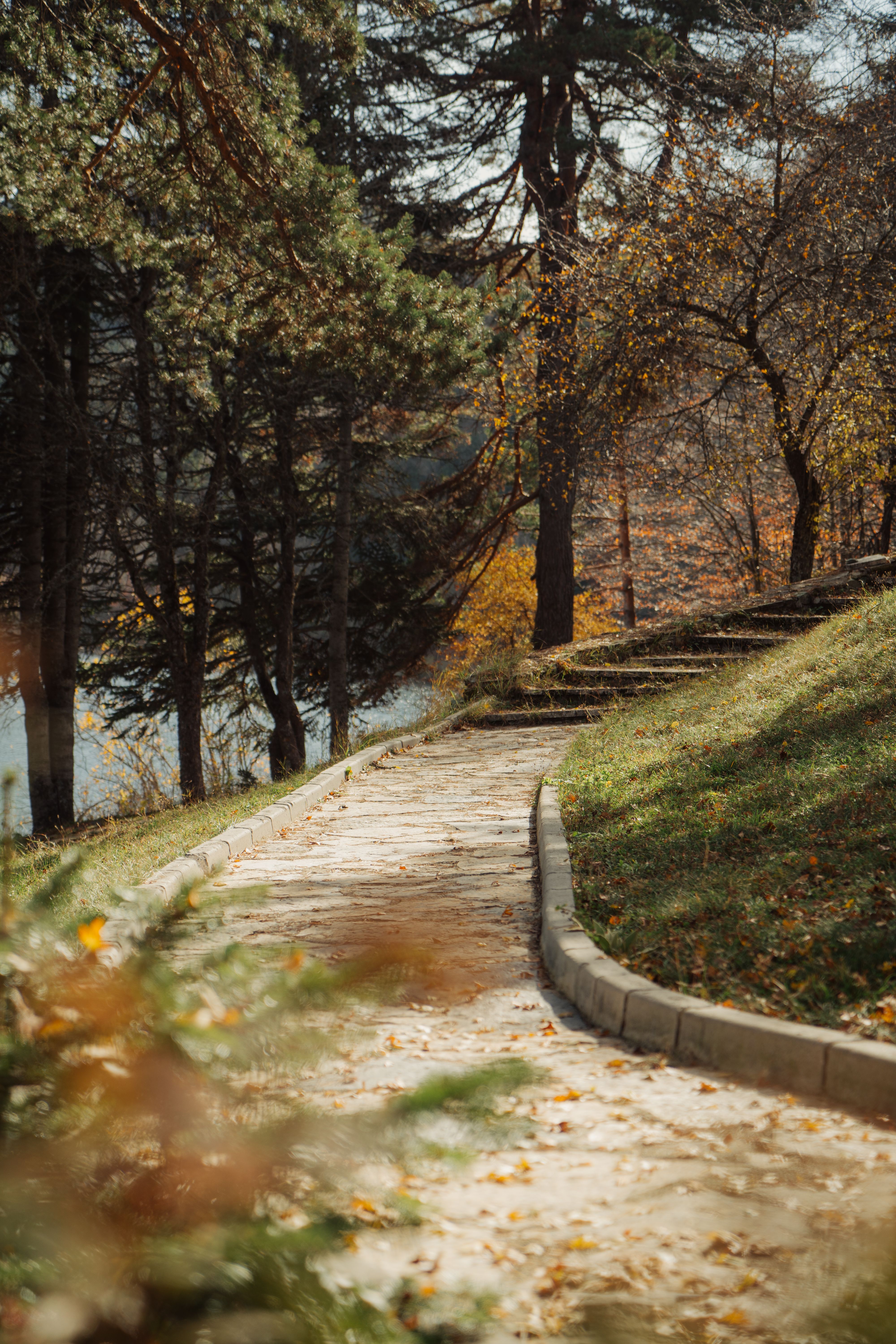 Un Camino Sereno A Través Del Bosque Otoñal · Foto de stock gratuita