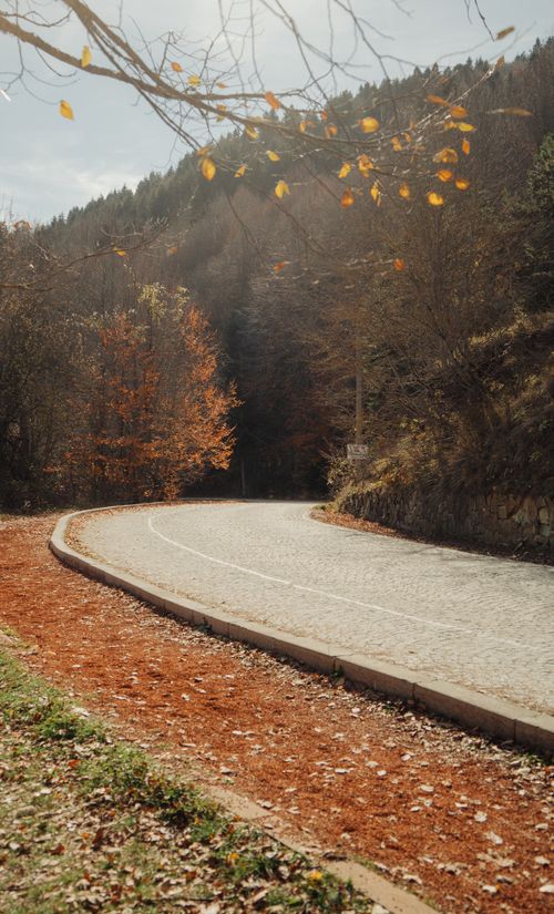 Free Winding road through a peaceful autumn forest with vibrant fall foliage and clear skies. Stock Photo