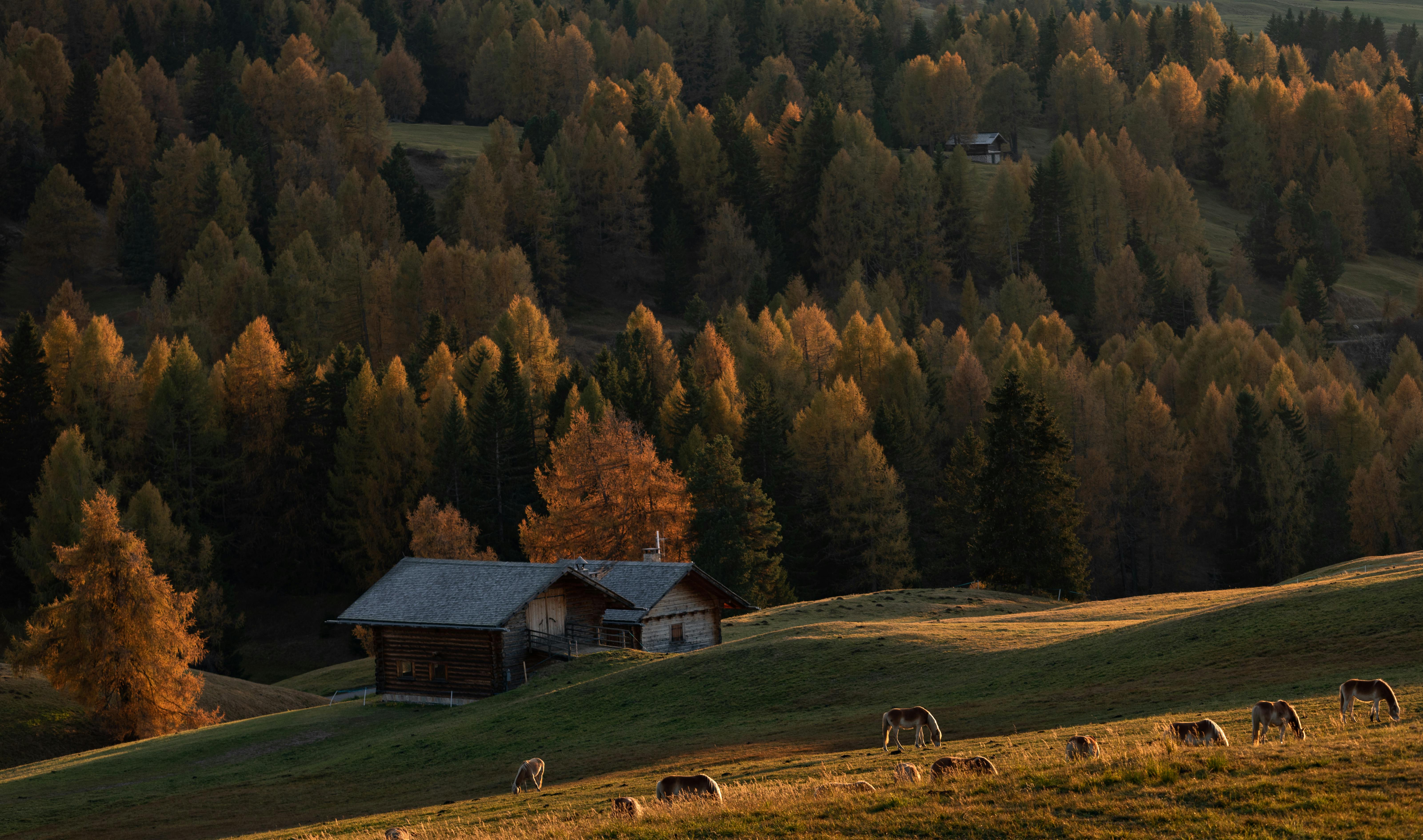 A tranquil autumn landscape with a cabin and sheep grazing on grassy hills.