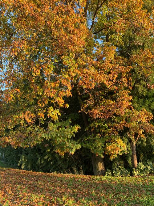 Free Beautiful autumn scene with orange leaves and sunlit trees in a park. Stock Photo