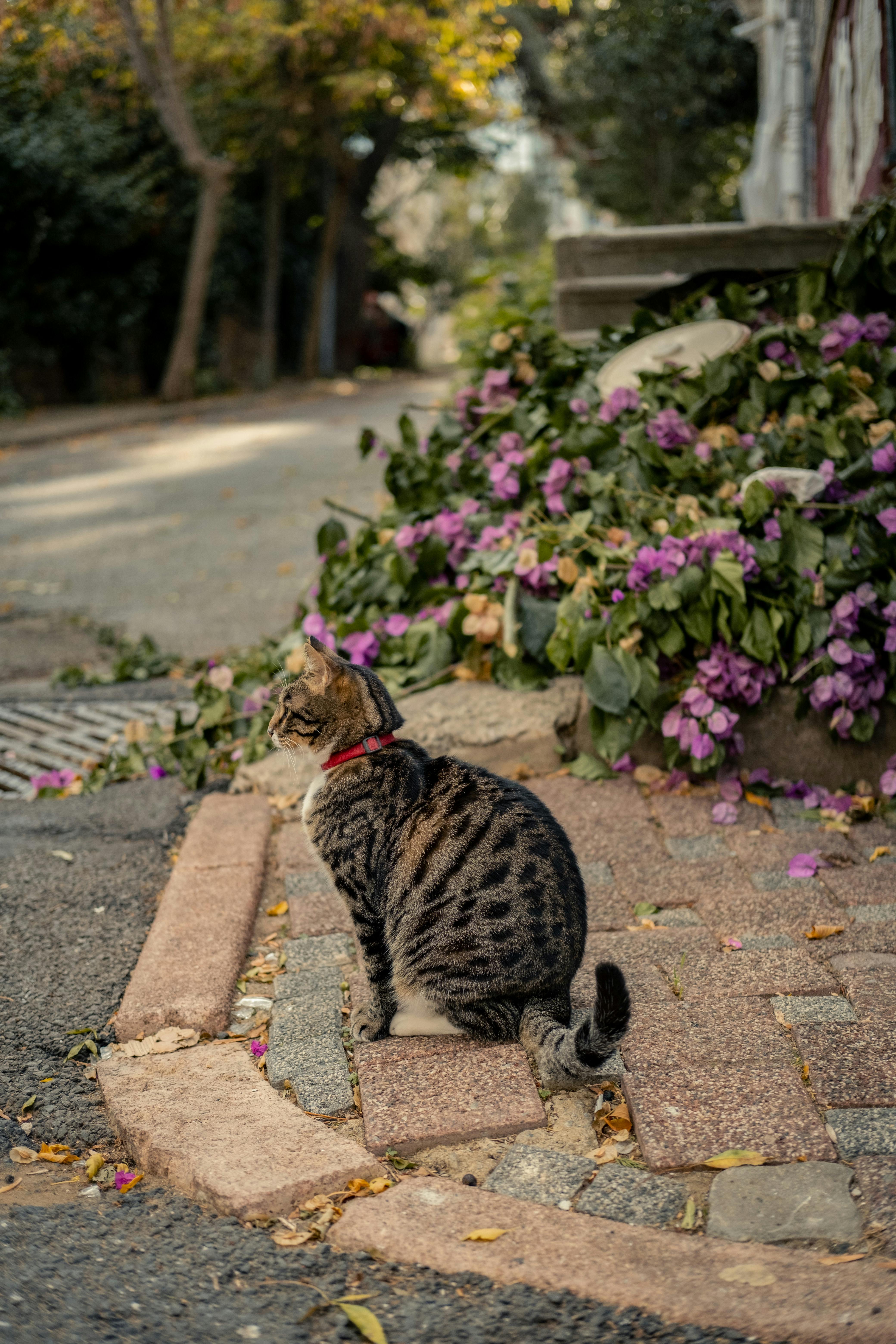 tabby cat with purple flowers on cobblestone path