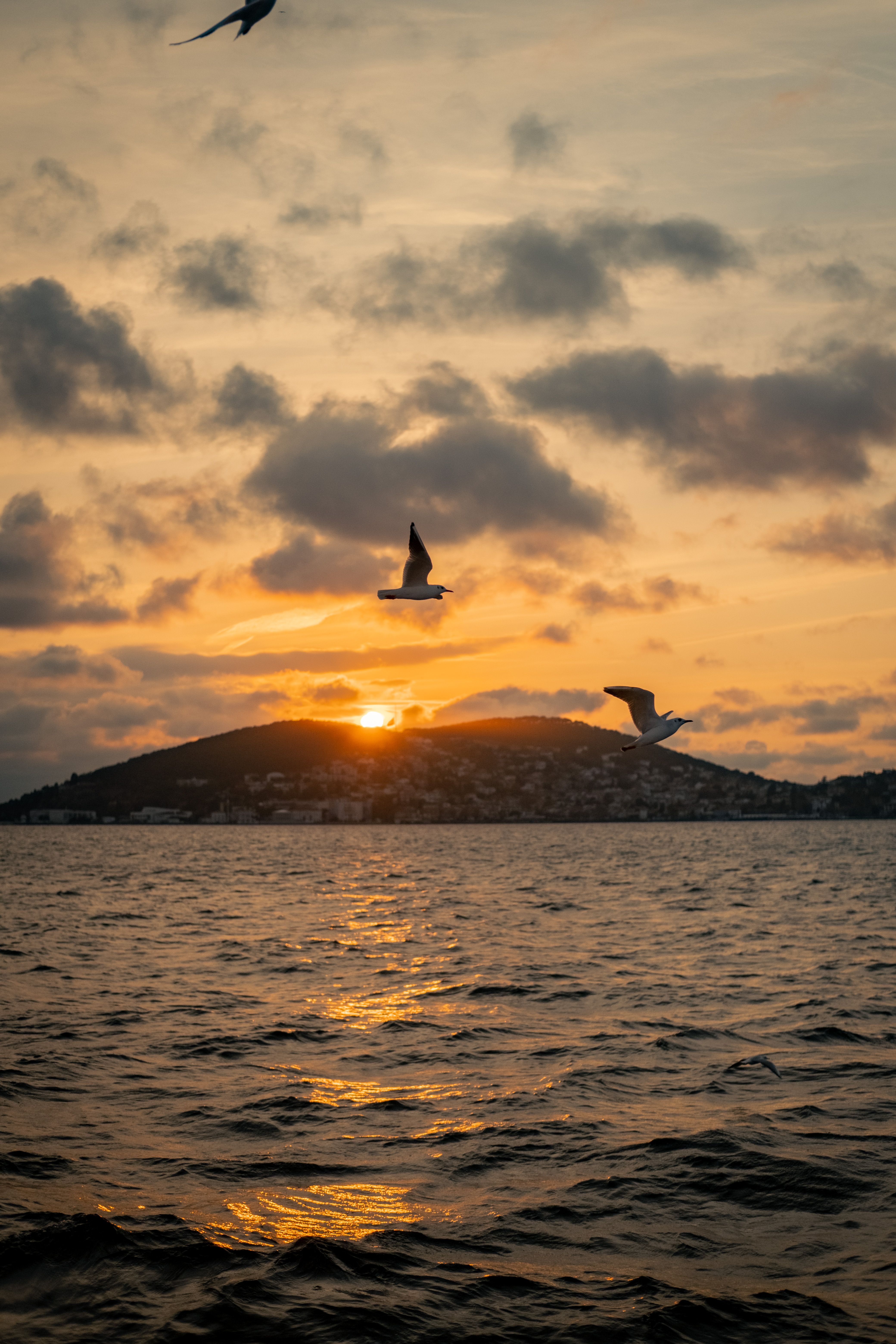 Scenic Sunset Over the Sea with Birds Flying · Free Stock Photo