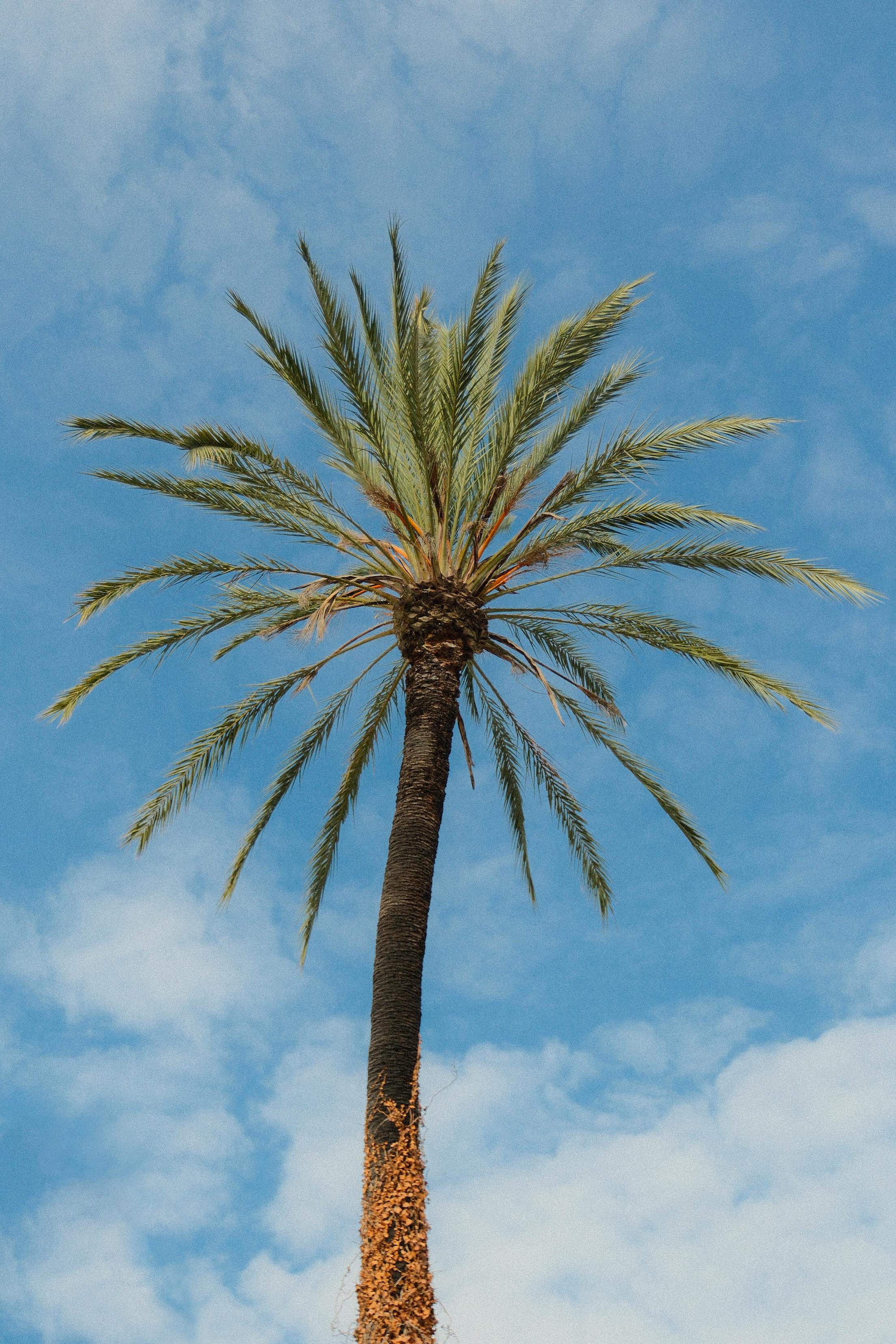 A tall palm tree set against a vibrant blue sky with scattered clouds.