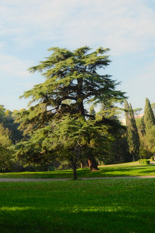 Free A peaceful park scene with a prominent cedar tree on a sunny day. Stock Photo