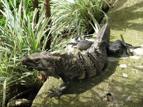 Free stock photo of iguana, lizard Stock Photo
