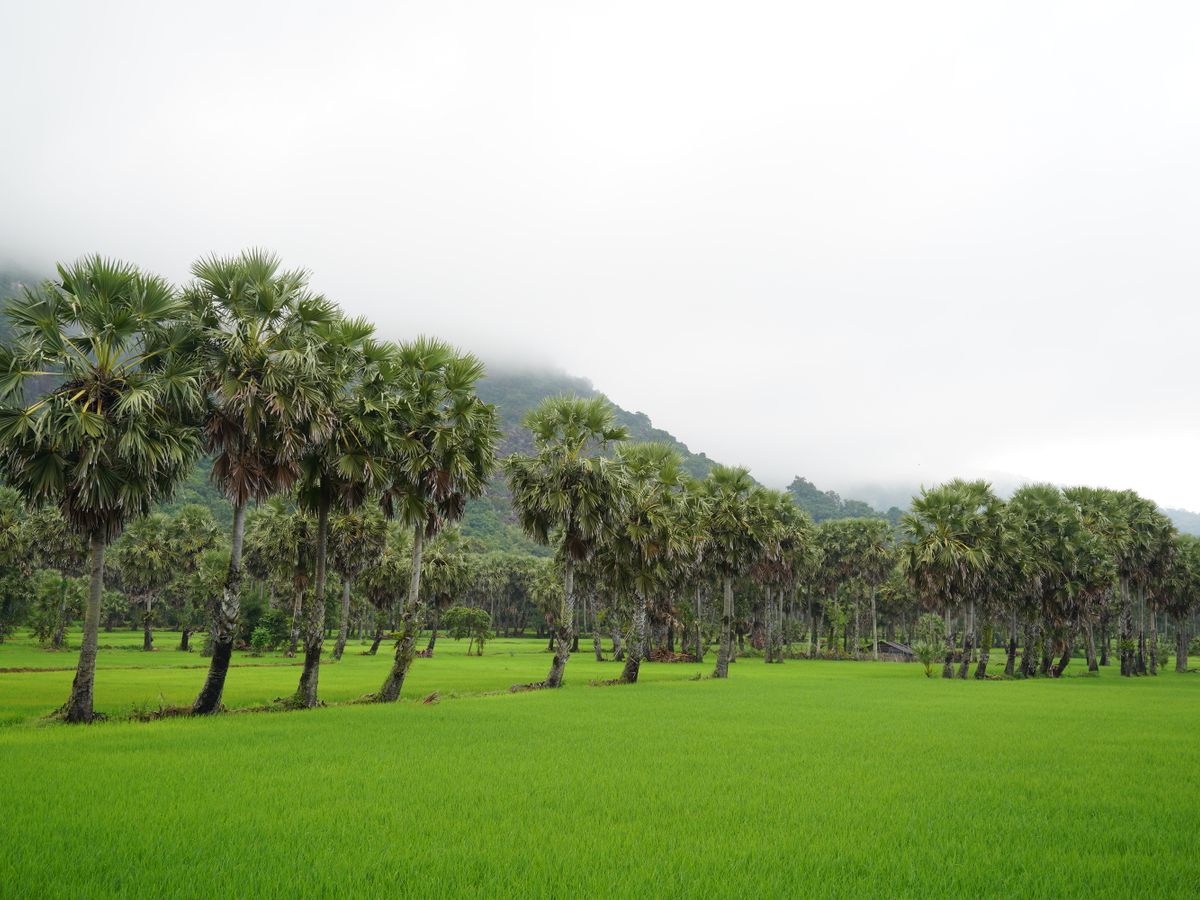 4 Day Private Family Wellness Package in the Angkor Wat, Cambodia 3