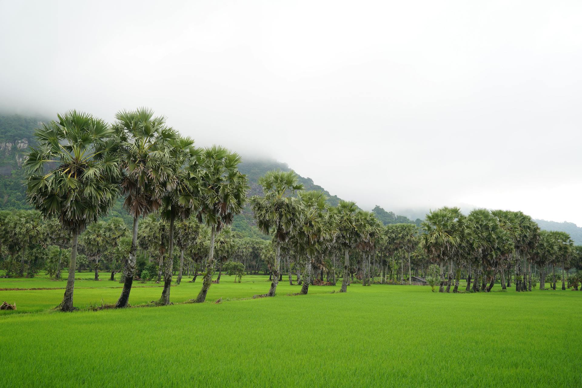 Serene palm trees under a misty sky in a vibrant green landscape. Perfect for nature themes.