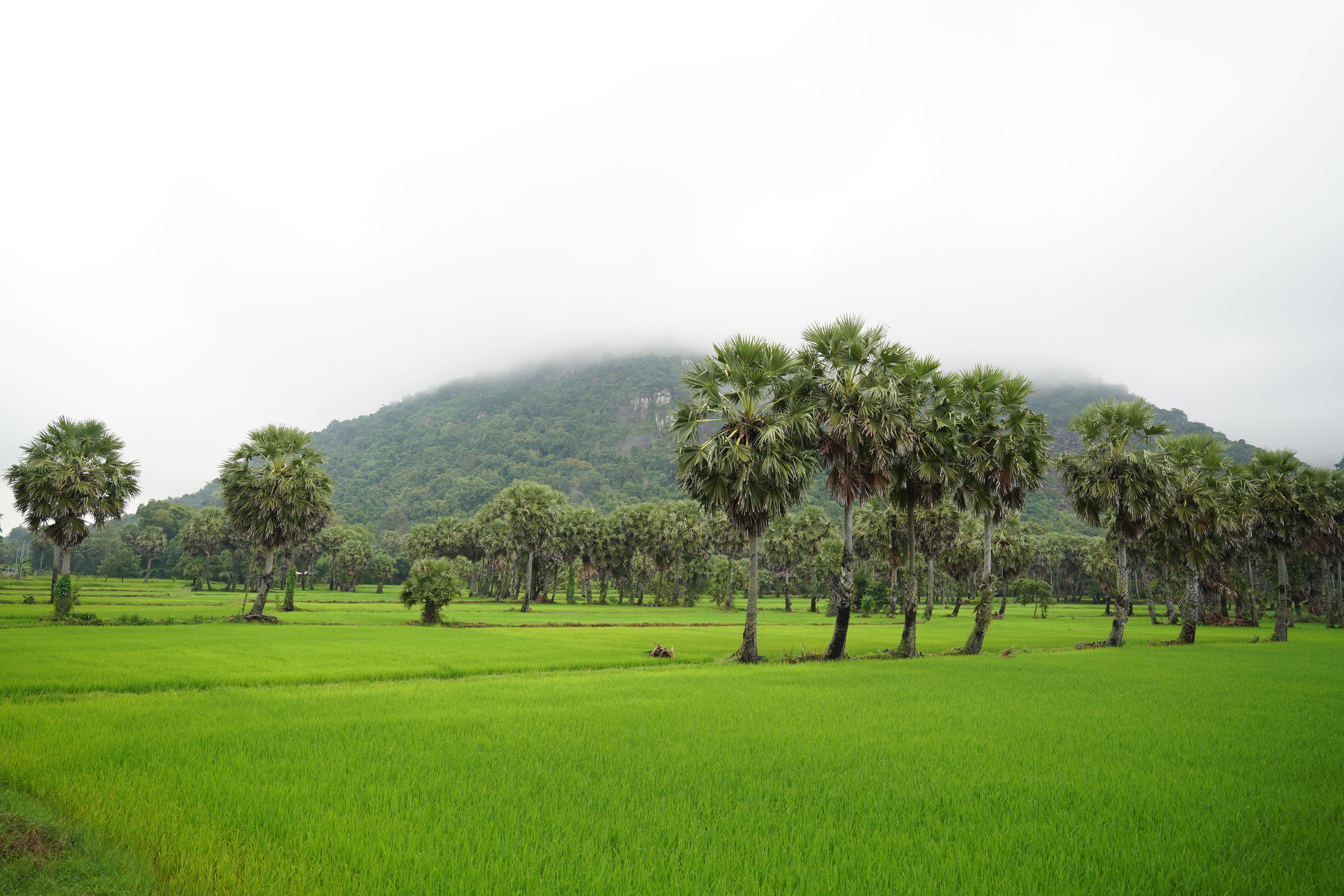 4 Day Private Family Wellness Package in the Angkor Wat, Cambodia 1