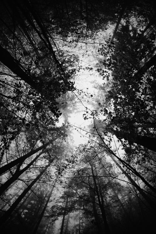 Free Black and white view of a forest canopy capturing tall trees and the sky. Stock Photo