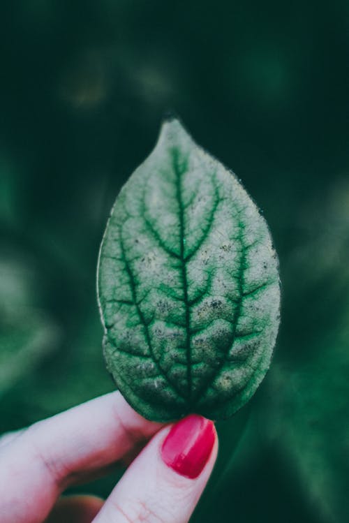 Free Person Holding Green Leaf Stock Photo