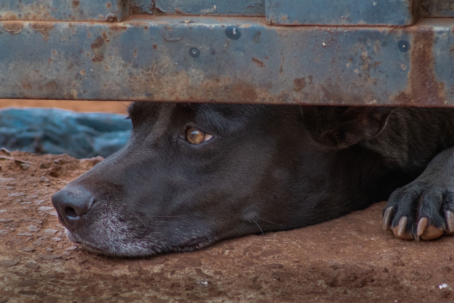 Best Dog Gates 2026: Pressure, Hardware & Extra-Wide Picks