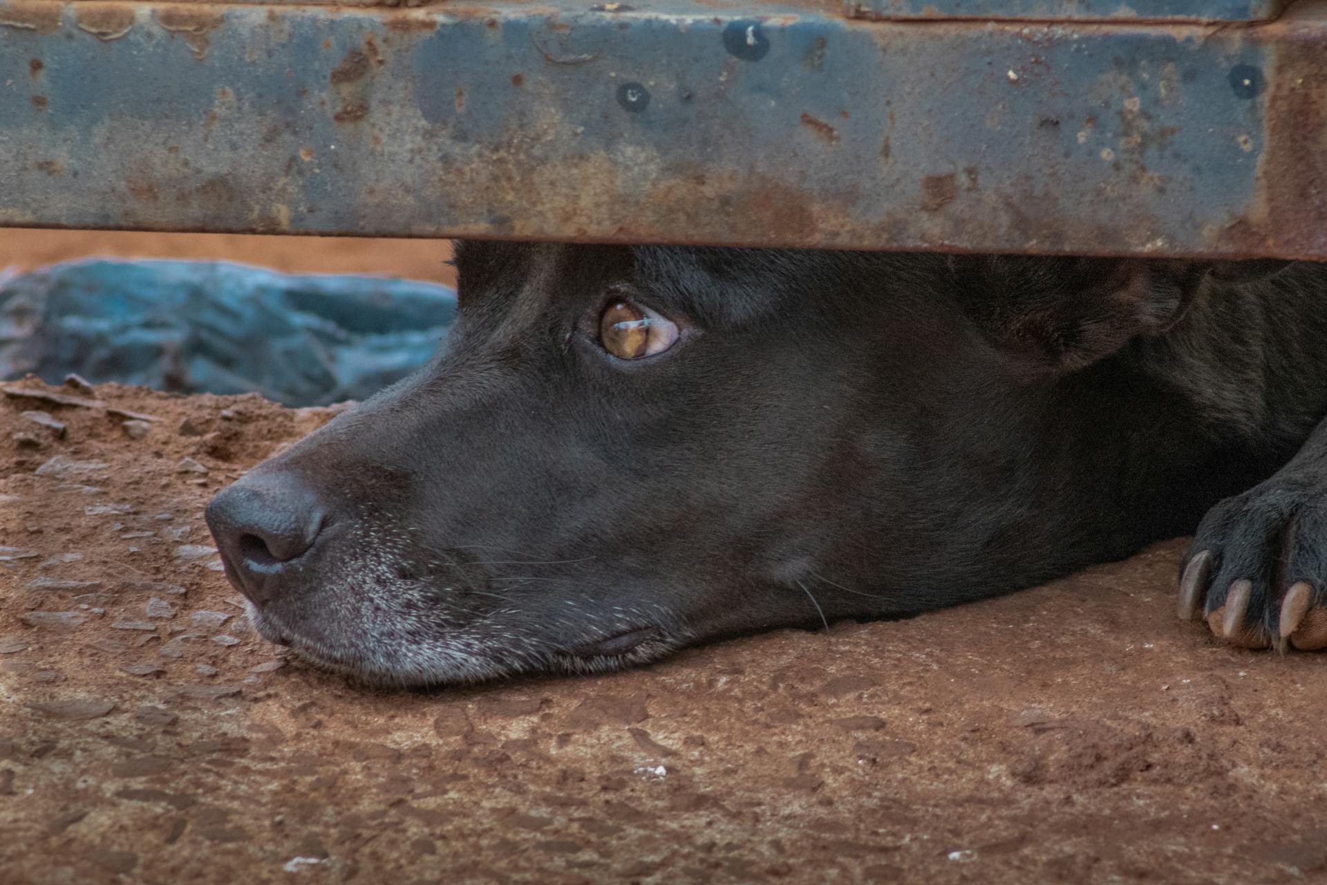 Close-up of a black dog resting under a rusted metal structure, looking contemplative.