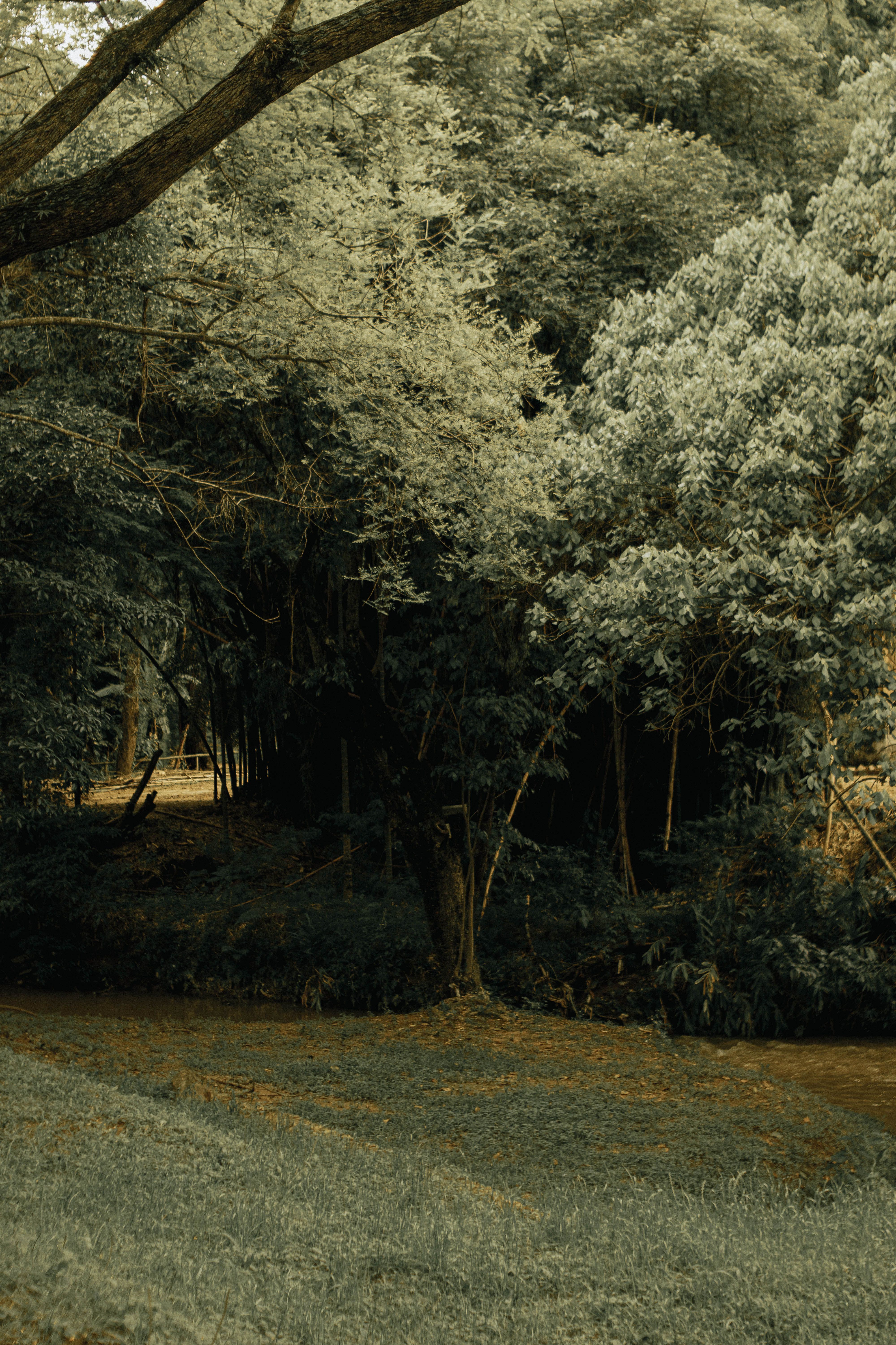A tranquil forest scene featuring dense foliage and a winding path.