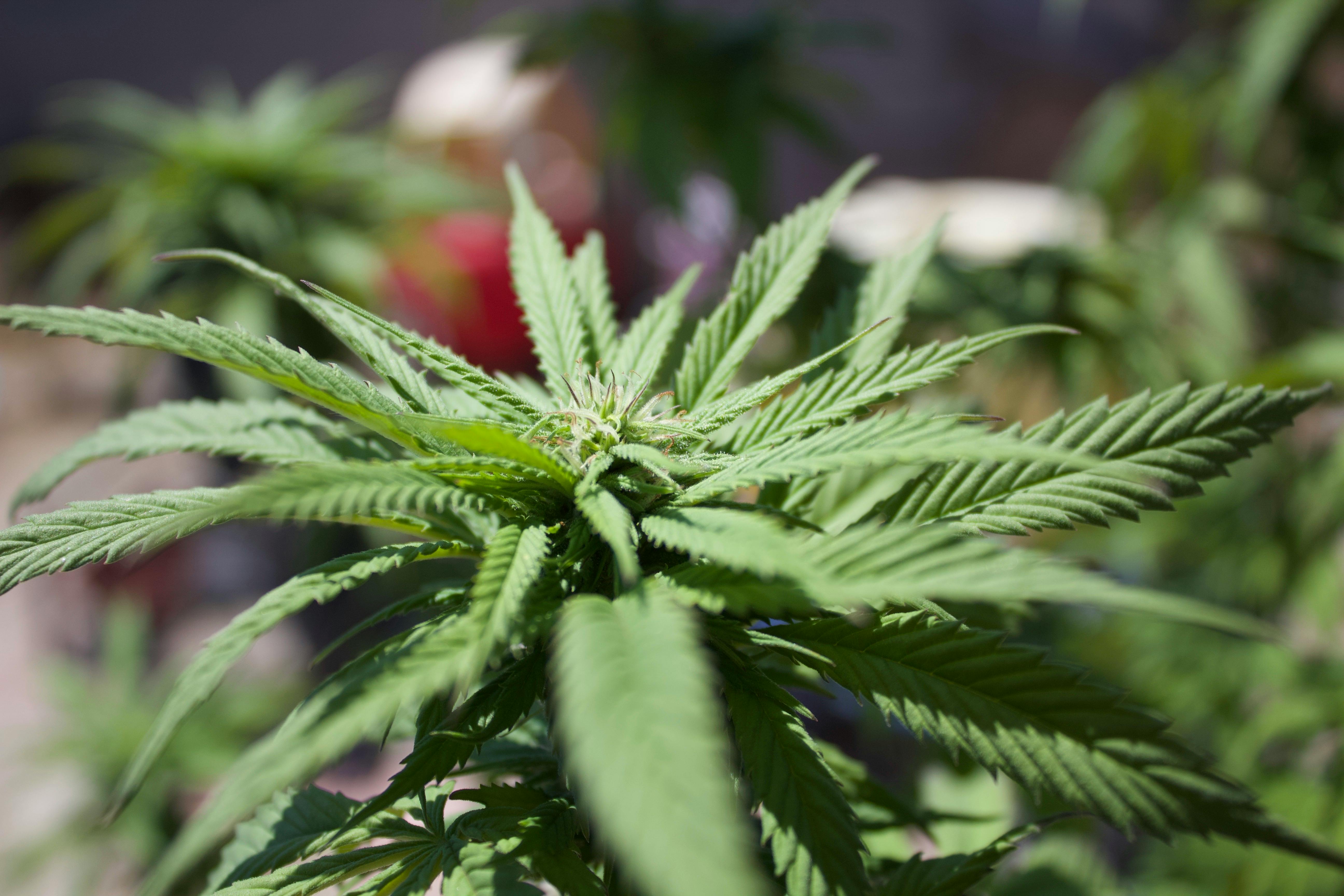 cannabis benefits — Photo by Maria Zee on Pexels