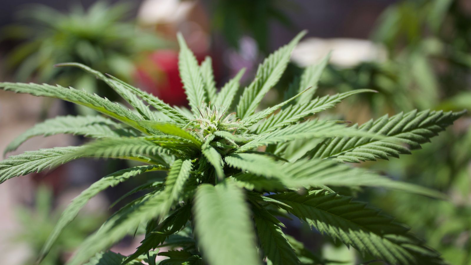 Close-up view of a lush green cannabis plant with distinct leaves under sunlight outdoors.