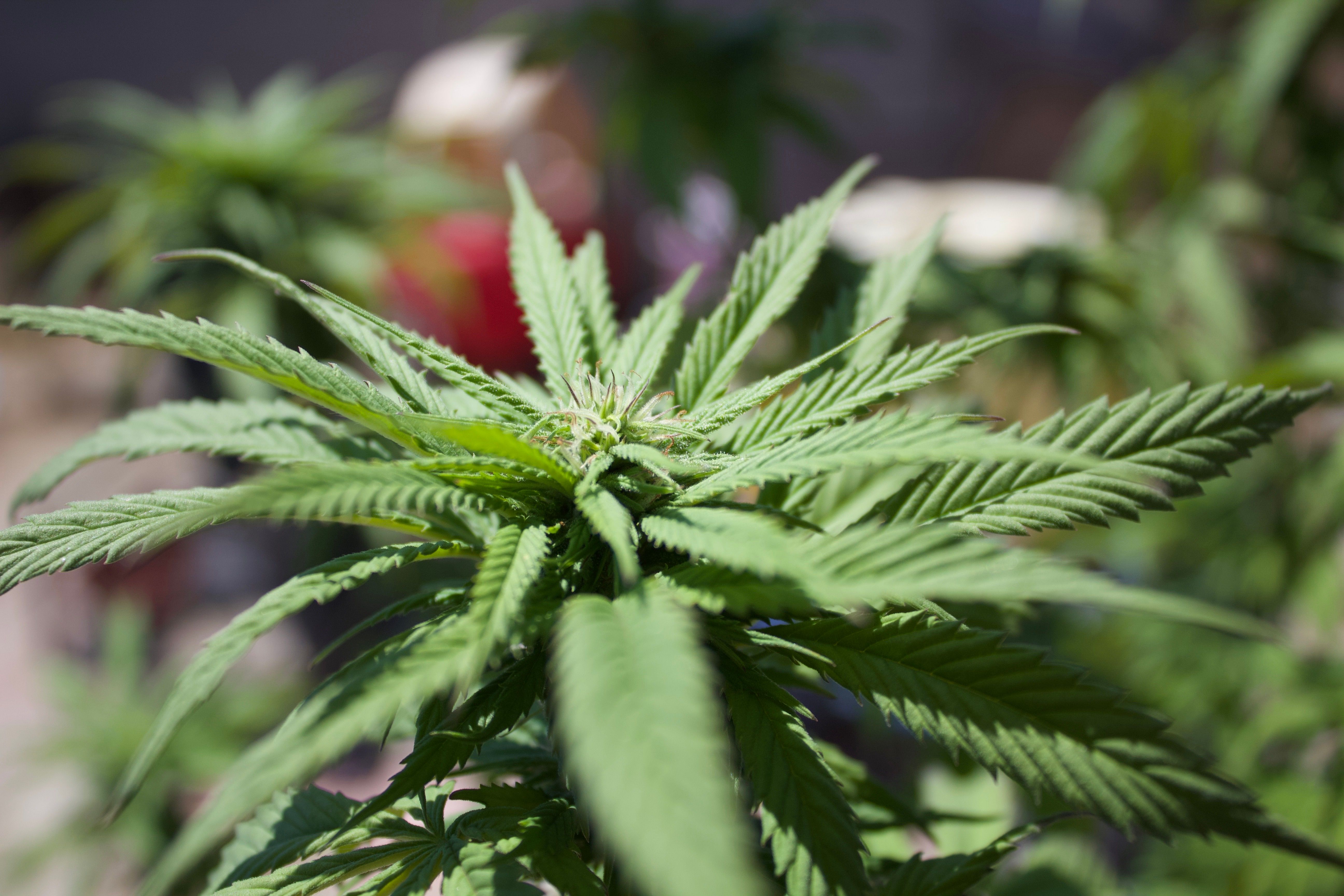 Gros Plan D'une Plante De Cannabis Saine à L'extérieur · Photo gratuite — free download