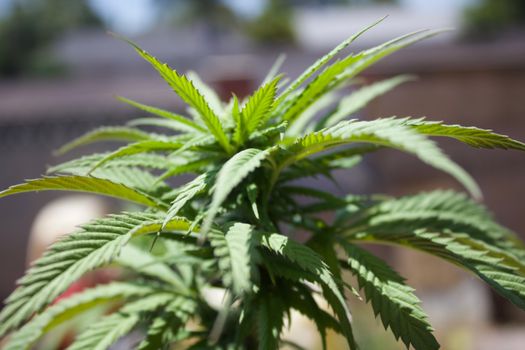 Vivid close-up of cannabis plant foliage in natural sunlight, showing detailed leaves.