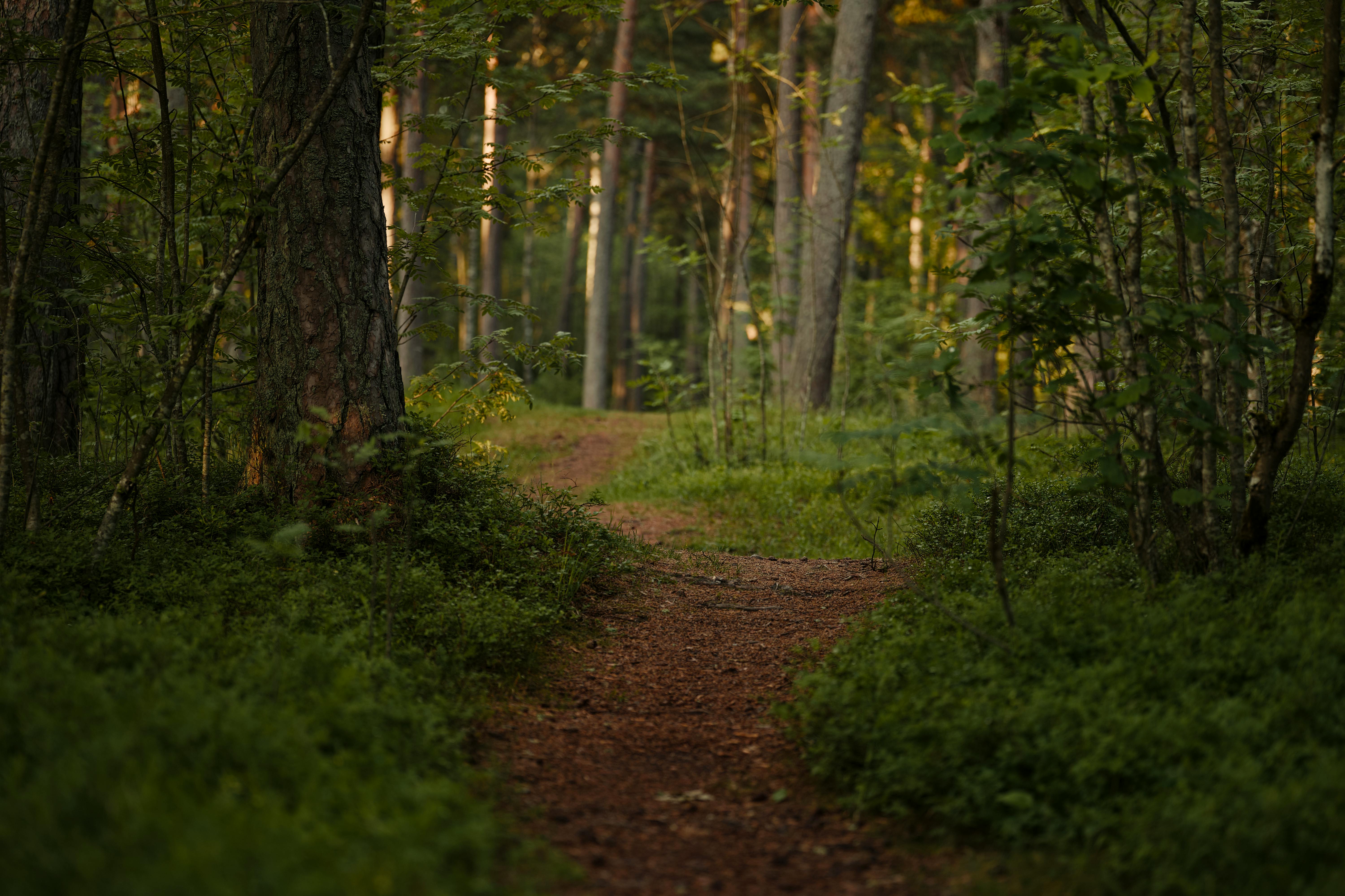 Healthspan White Paper: The Data-Driven Path to Longevity — Photo by Lauri Poldre on Pexels