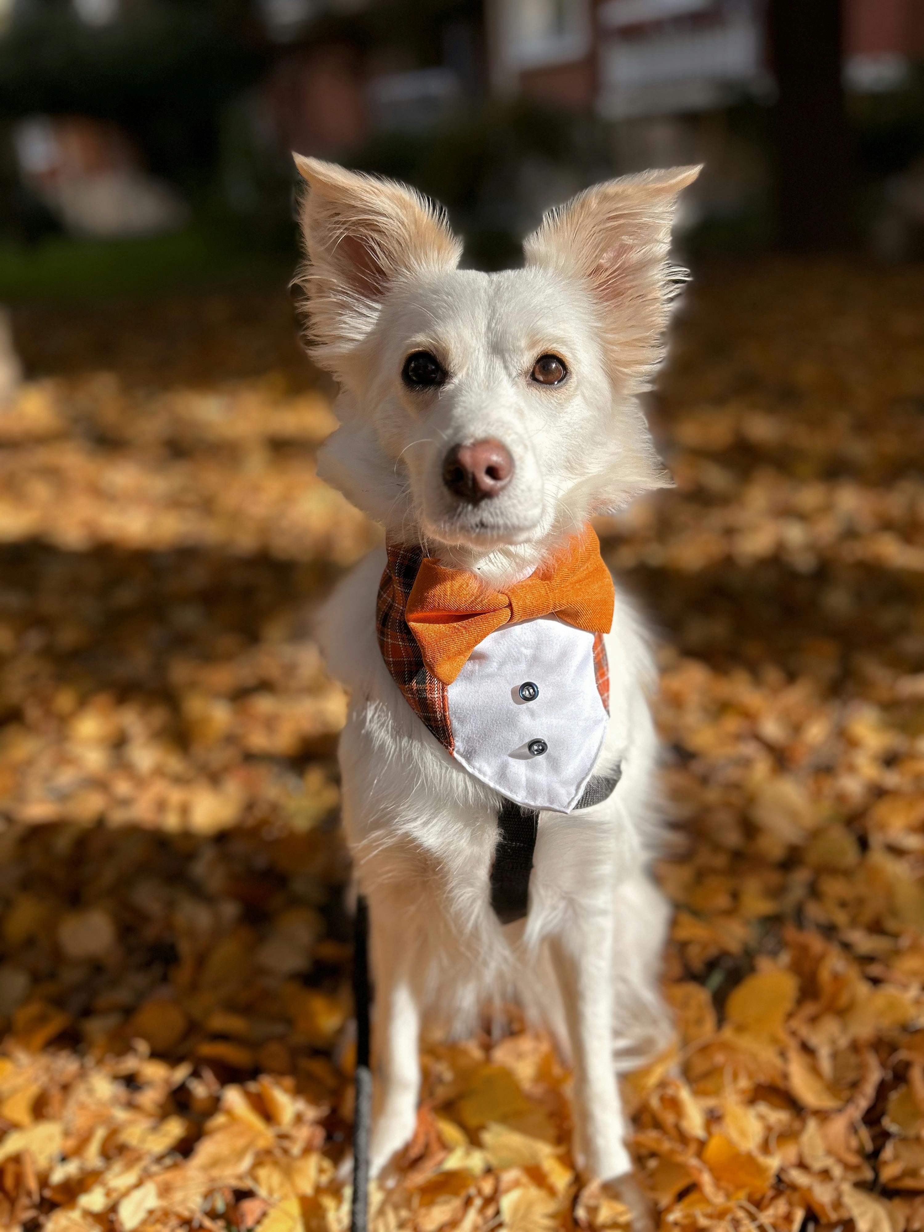 Gratis Un grazioso cane meticcio bianco con un papillon arancione tra le foglie autunnali. Foto a disposizione