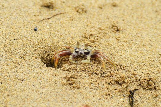 A detailed close-up of a sand crab partially buried in the sand on a sunny beach.