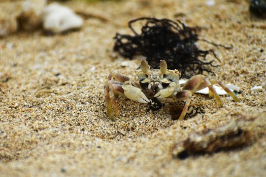 Detailed close-up of a sand crab on a sandy beach showcasing natural wildlife.