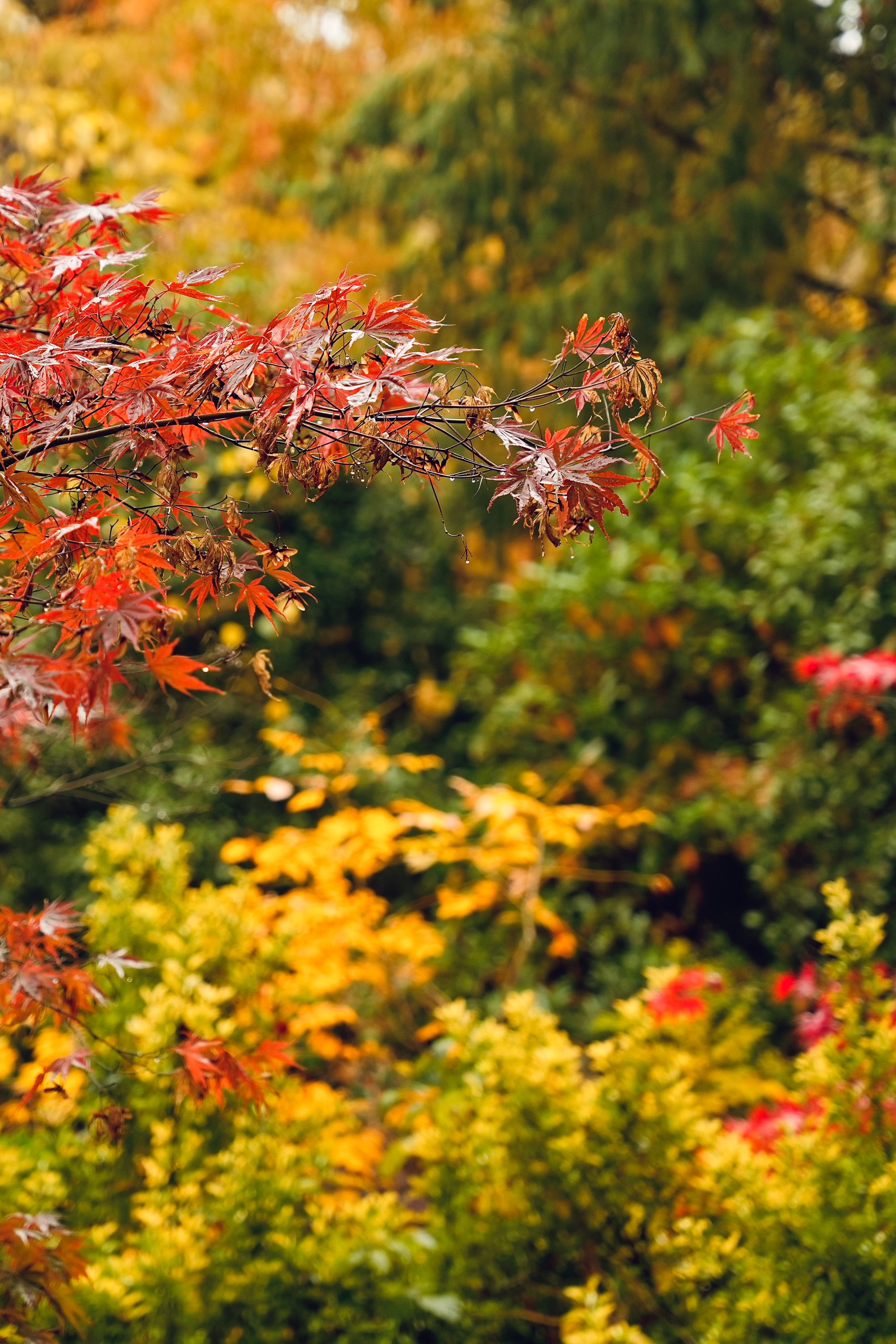 Hojas de otoño rojas y amarillas en el jardín