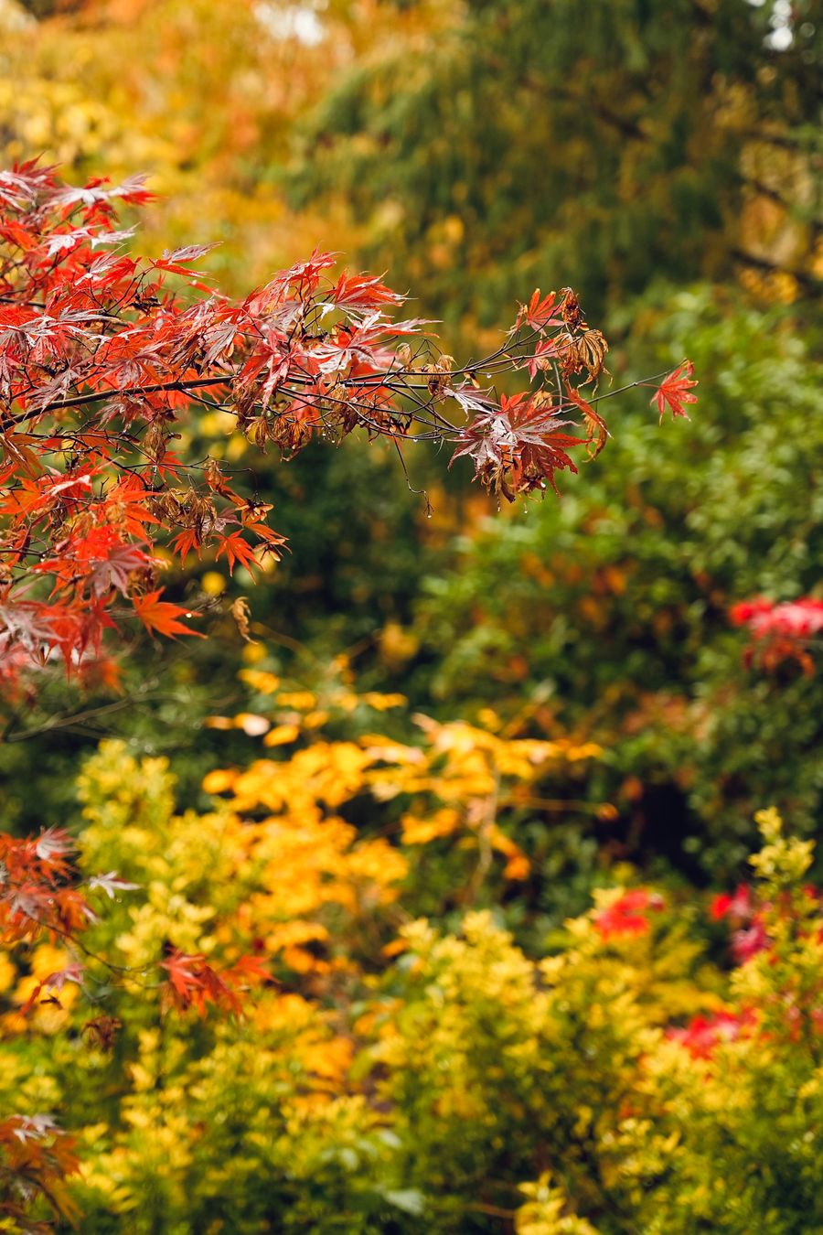 Hojas de otoño rojas y amarillas en el jardín
