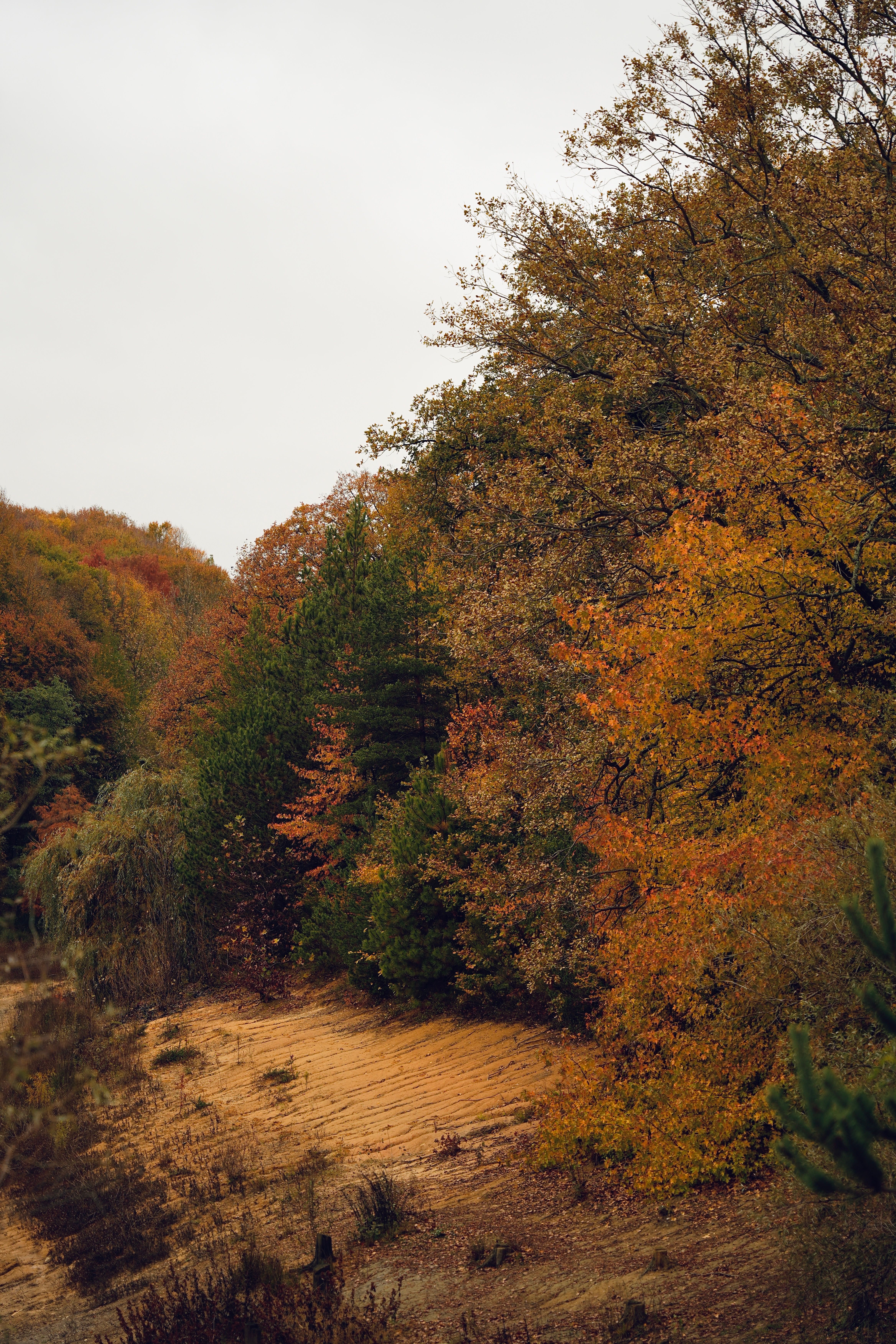 Serene Autumn Forest with Vibrant Fall Foliage · Free Stock Photo