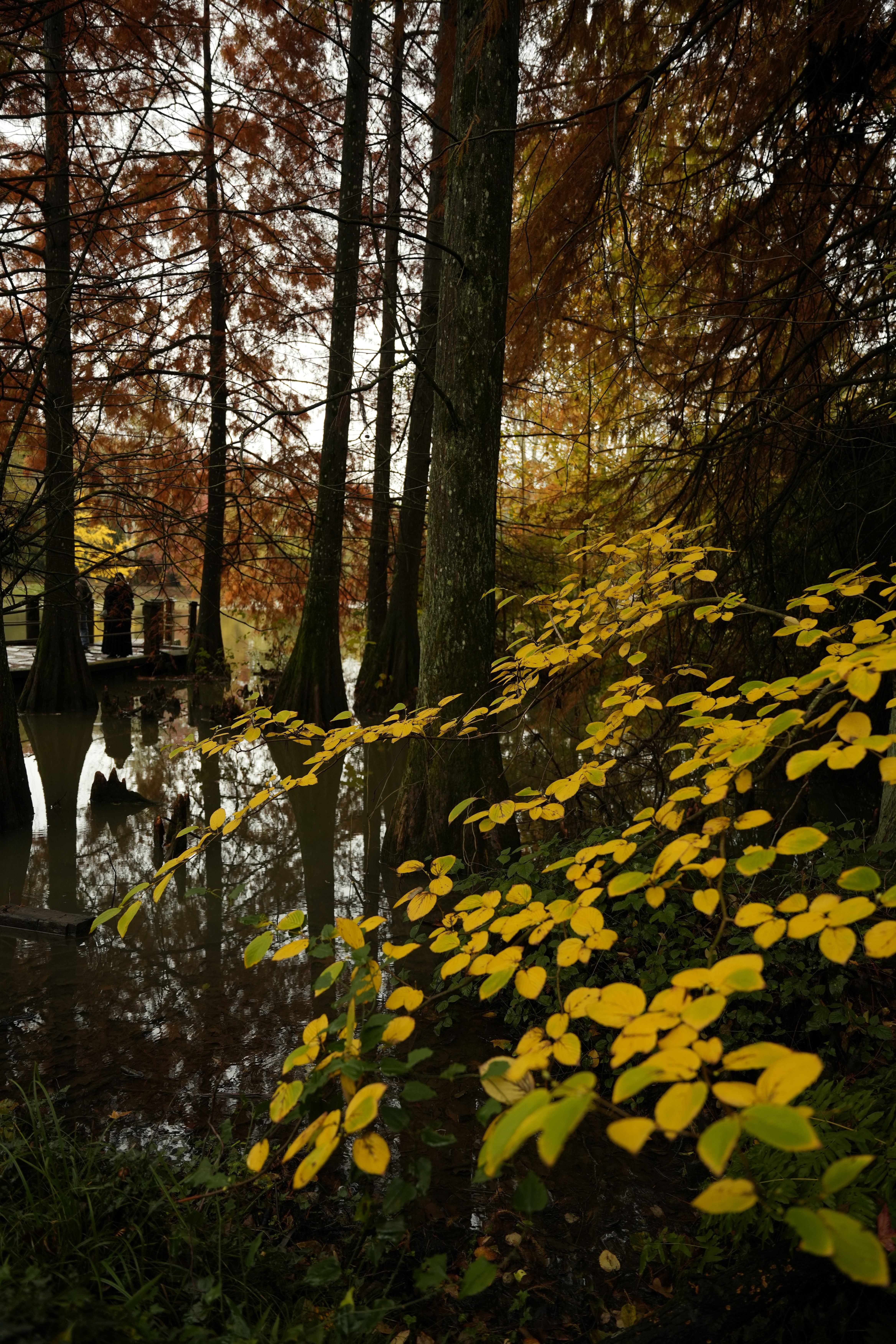 Serene Autumn Forest with Reflective Pond · Free Stock Photo